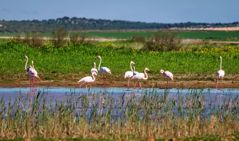 Greater flamingos in wetlands in Malaga, Spain