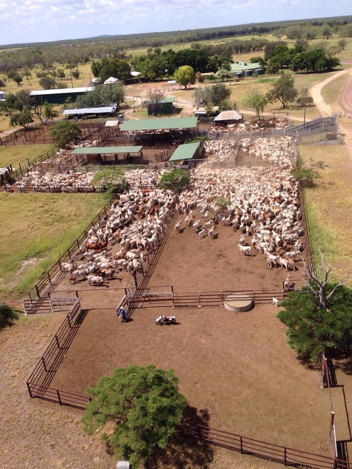 Appleton Cattle Company